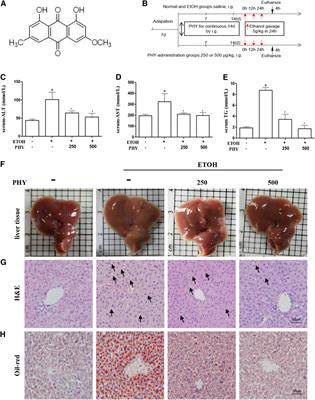 Physcion Protects Against Ethanol-Induced Liver Injury by Reprogramming of Circadian Clock